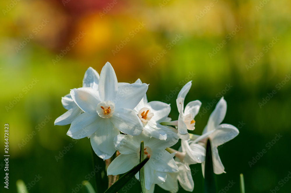 Obraz premium White narcissus daffodil flower on sunshine and blur background