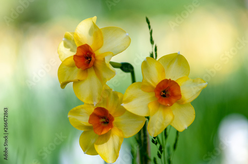 Fototapeta Naklejka Na Ścianę i Meble -  Yellow narcissus daffodil flower on sunshine and blur background