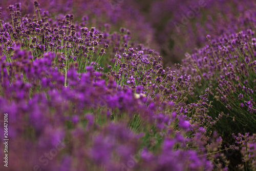 Lavender field in Provence  Blooming Violet fragrant lavender flowers. Growing Lavender swaying on wind over sunset sky 