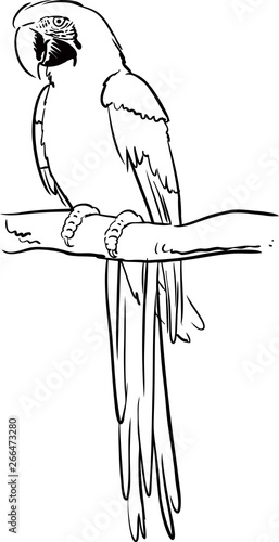 illustration with parrot. hand drawn