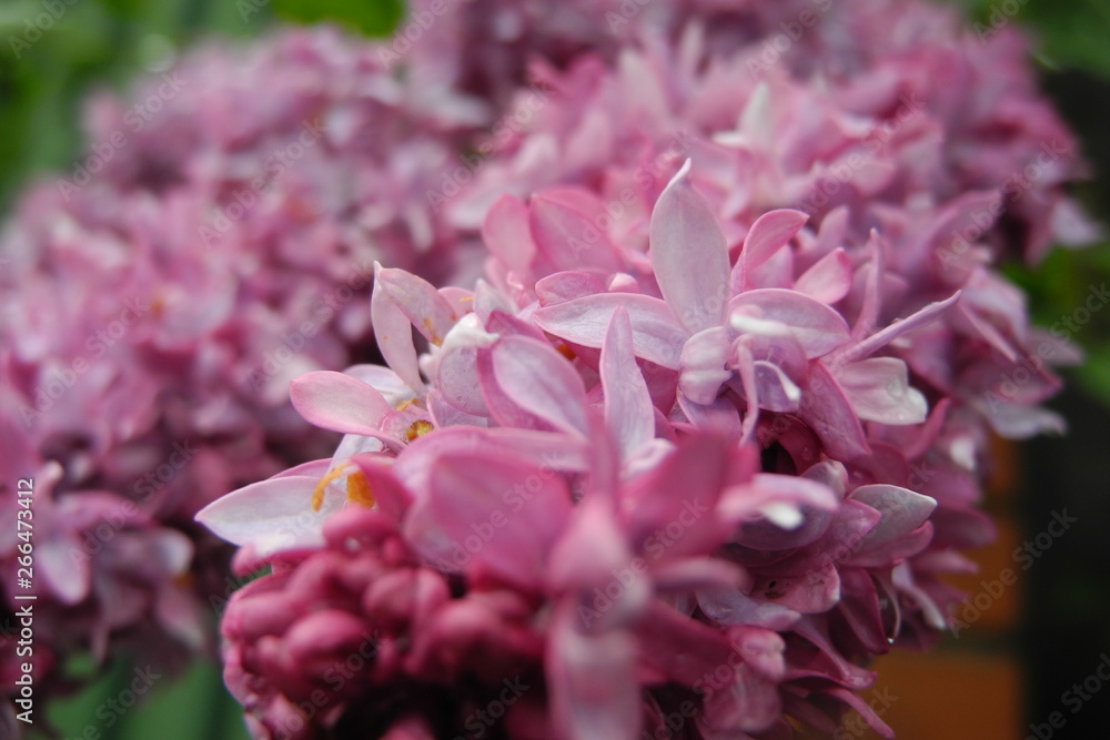 Obraz premium lilac flowers after rain