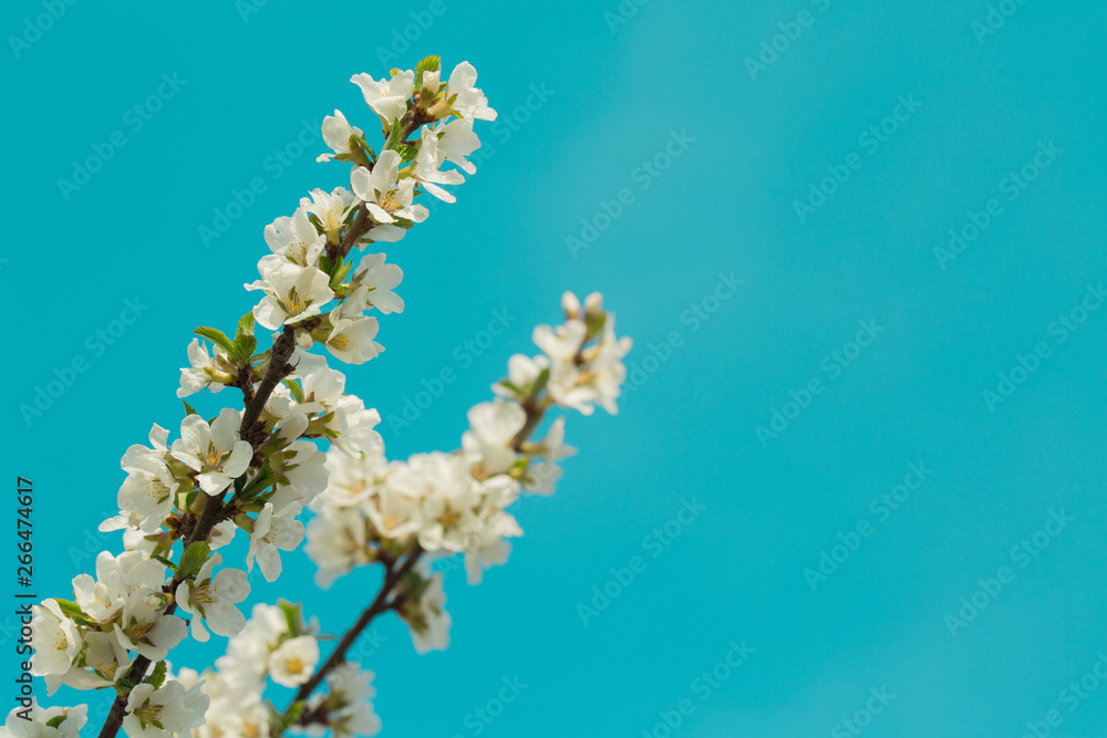 Blooming spring flower on the branches of the apricot. Flowering in the garden. Background Blooming spring flower on the branches of the apricot. Flowering in the garden. Background