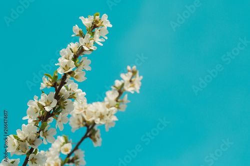 Blooming spring flower on the branches of the apricot. Flowering in the garden. Background © Сергей Тарантино