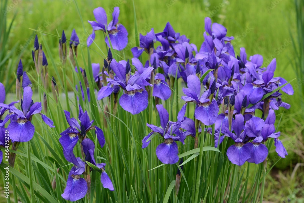 Iris is a flower suitable for refreshing May. Iris is a flower suitable for refreshing May.