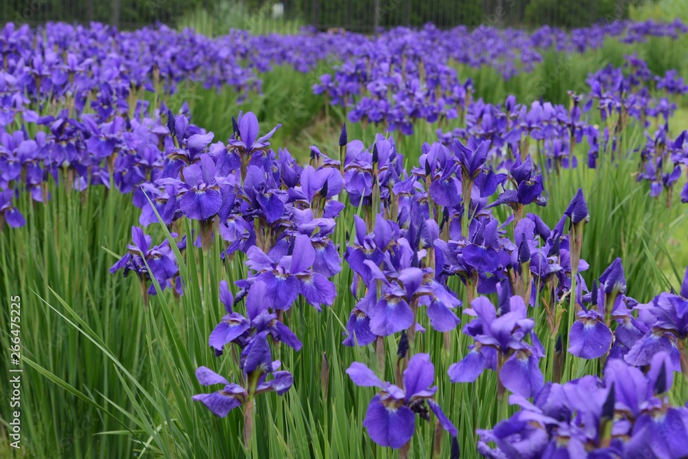 Iris is a flower suitable for refreshing May. Iris is a flower suitable for refreshing May.