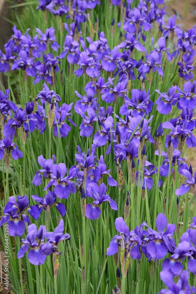 Iris is a flower suitable for refreshing May. Iris is a flower suitable for refreshing May.