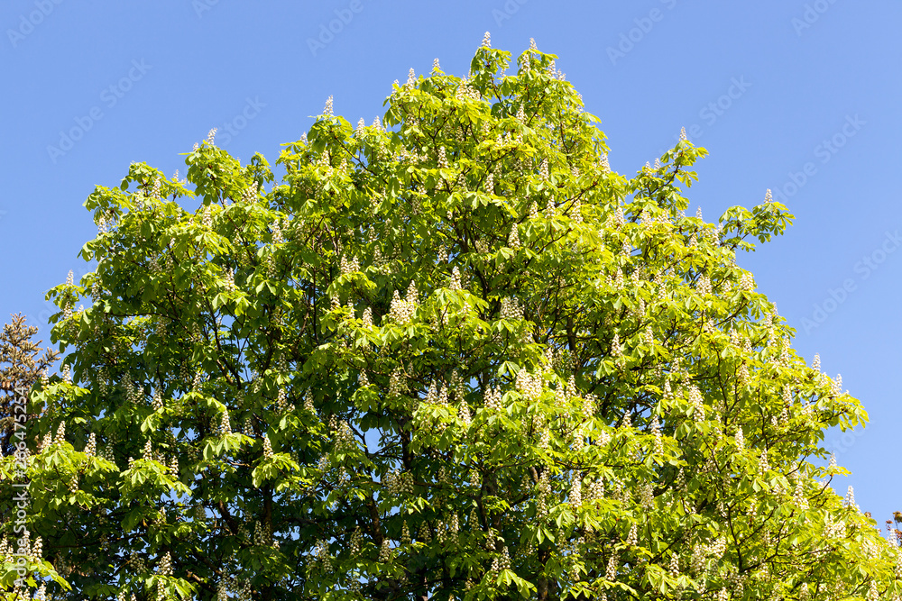A large chestnut tree A large chestnut tree