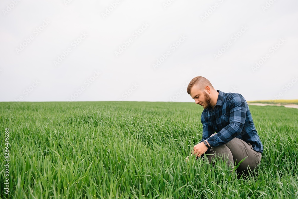 Agronomist with green wheat in hands. Field of wheat on background