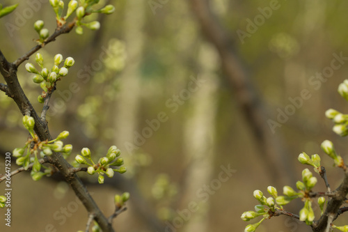 The branch of the Apple tree on which there are unopened buds. Green background