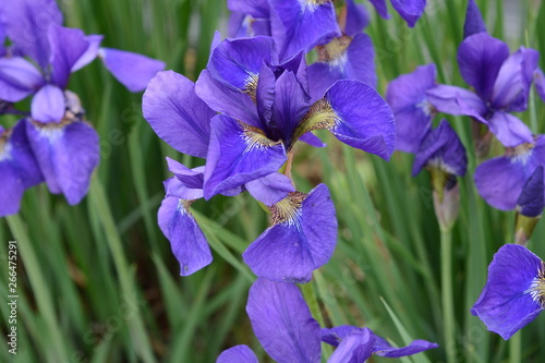 Iris is a flower suitable for refreshing May.