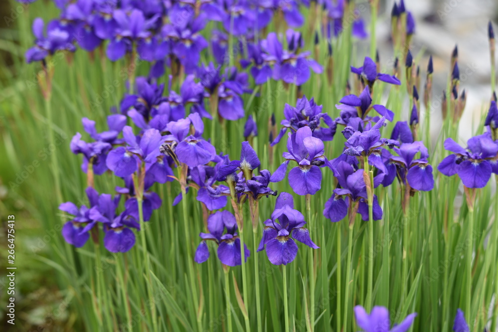 Iris is a flower suitable for refreshing May. Iris is a flower suitable for refreshing May.