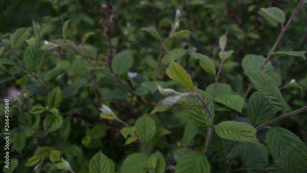 A lot of different dark green leaves, background. A lot of different dark green leaves, background.