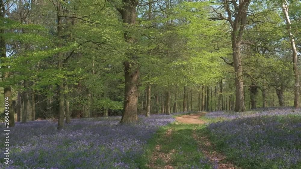 Panning slow motion shot of bluebells in the forest Panning slow motion shot of bluebells in the forest