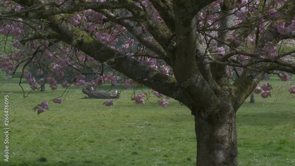 Pink Cherry Tree Slow Motion Petal Blossoms Falling Pink Cherry Tree Slow Motion Petal Blossoms Falling