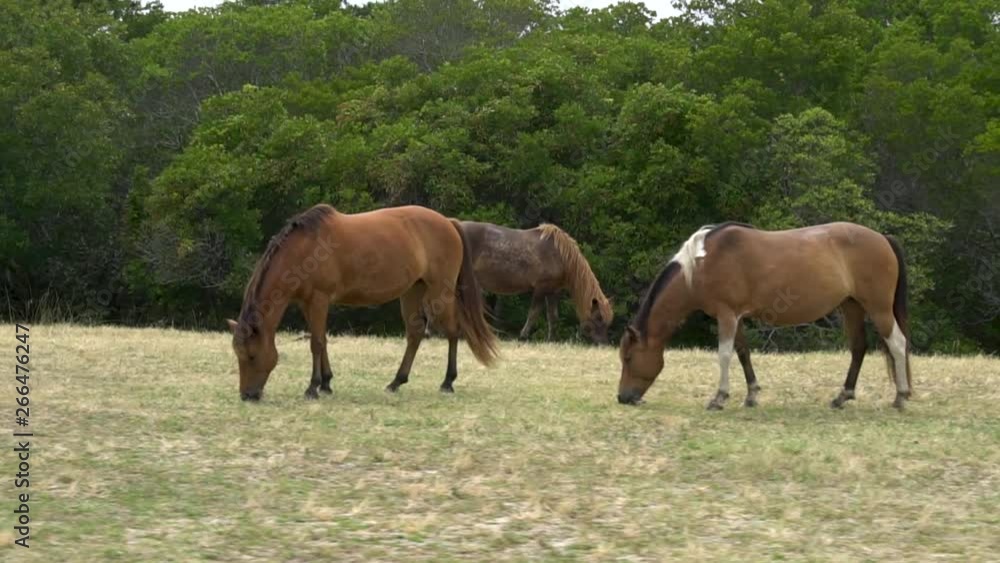 Three Assateague's Wild Brown Horses Eating Grass Three Assateague's Wild Brown Horses Eating Grass