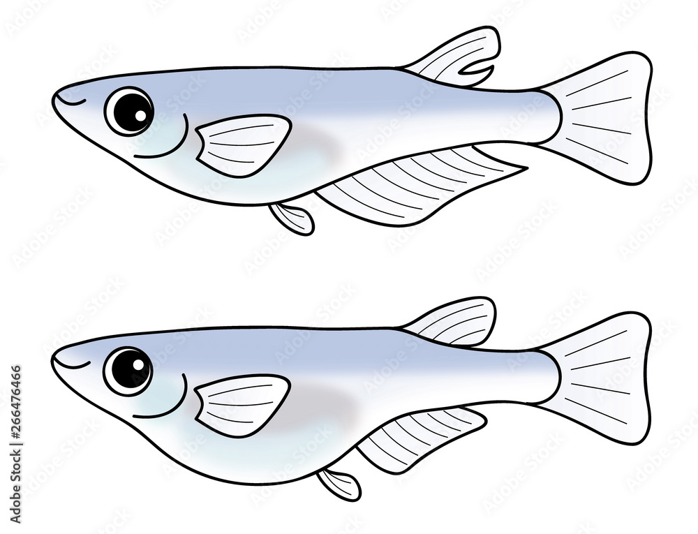 めだかのオスとメス セット Medakafish Stock Illustration Adobe Stock
