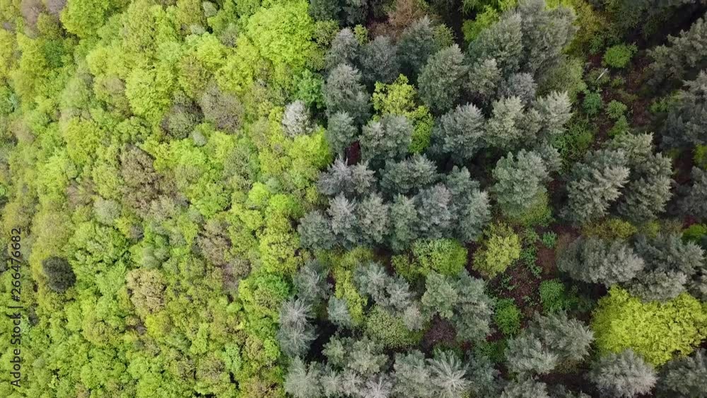 Trees aerial spring top down Trees aerial spring top down
