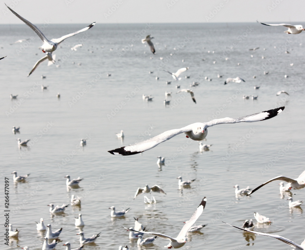 Fototapeta premium seagulls freedom fly with seagulls on sea background