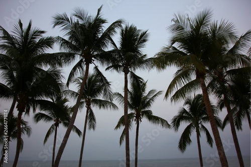 silhouette coconut tree on Jom Tien beach Pattaya Chonburi Thailand with blue sky..