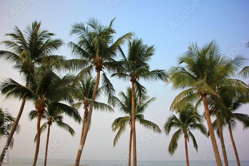 coconut tree on Jom Tien beach Pattaya Chonburi Thailand with blue sky