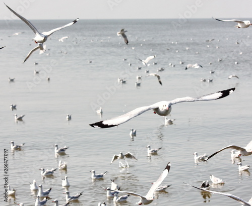 seagulls freedom fly with seagulls on sea background