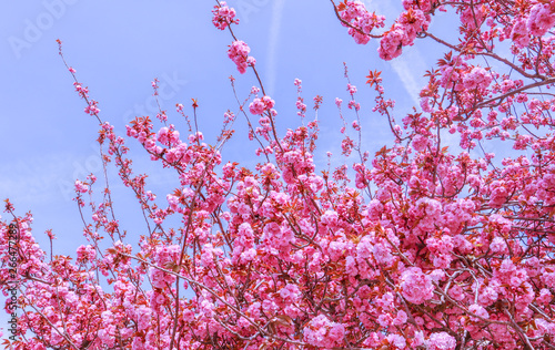 Beautiful sakura or cherry trees with pink flowers in spring against blue sky