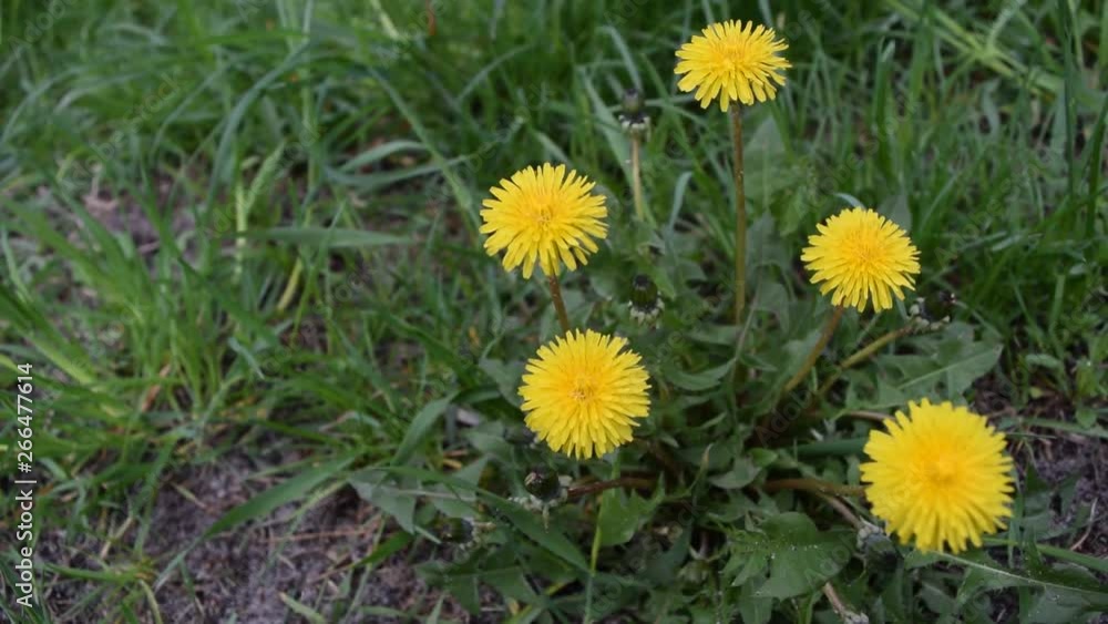 Many yellow flowers on a background of green grass. Into the park. Many yellow flowers on a background of green grass. Into the park.