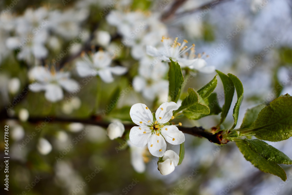 Obraz premium white cherry flowers on green leaf background