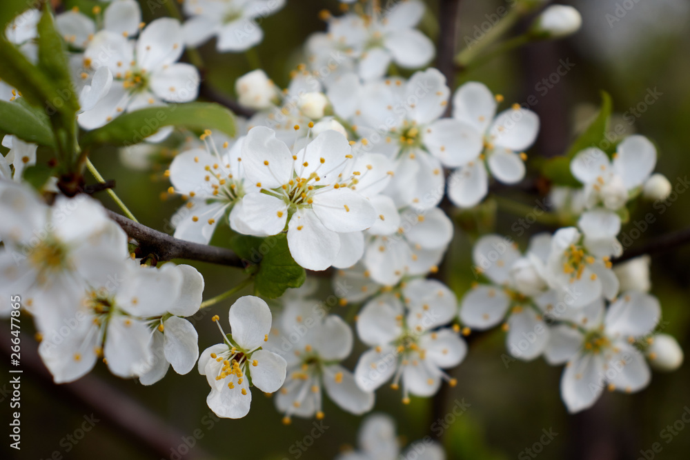 white cherry flowers on green leaf background