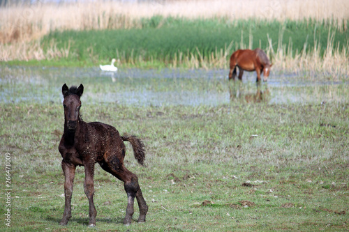 Young foal on the meadow