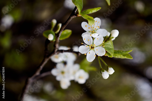 cherry branch with white flowers