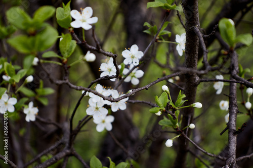 cherry branch with white flowers