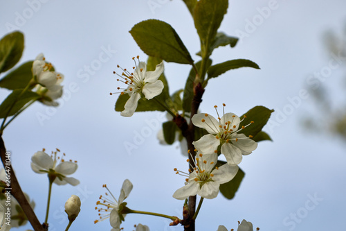 white cherry blossoms on a branch against the blue sky