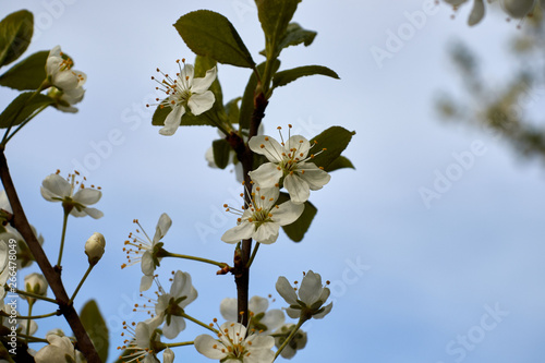 white cherry blossoms on a branch against the blue sky