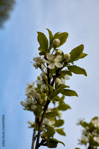 white cherry blossoms on a branch against the blue sky