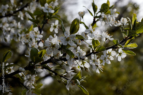 cherry branch with white flowers