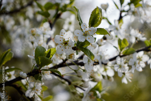 white cherry blossoms on a light background of leaves and sky