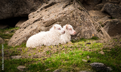 Icelandic sheep lambs in nature
