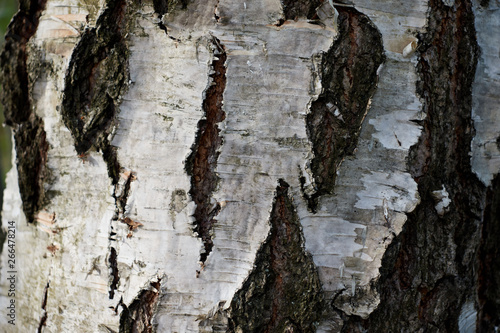the bark of the birch trunk