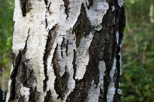 the bark of the birch trunk