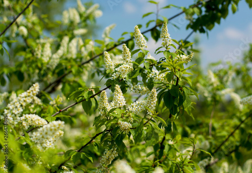 Branch of the blooming bird cherry