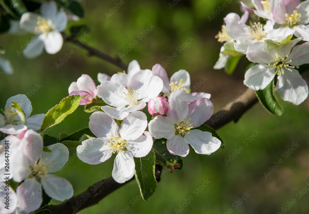  Blossoming tree brunch with white-pink flowers - obrazy, fototapety, plakaty 