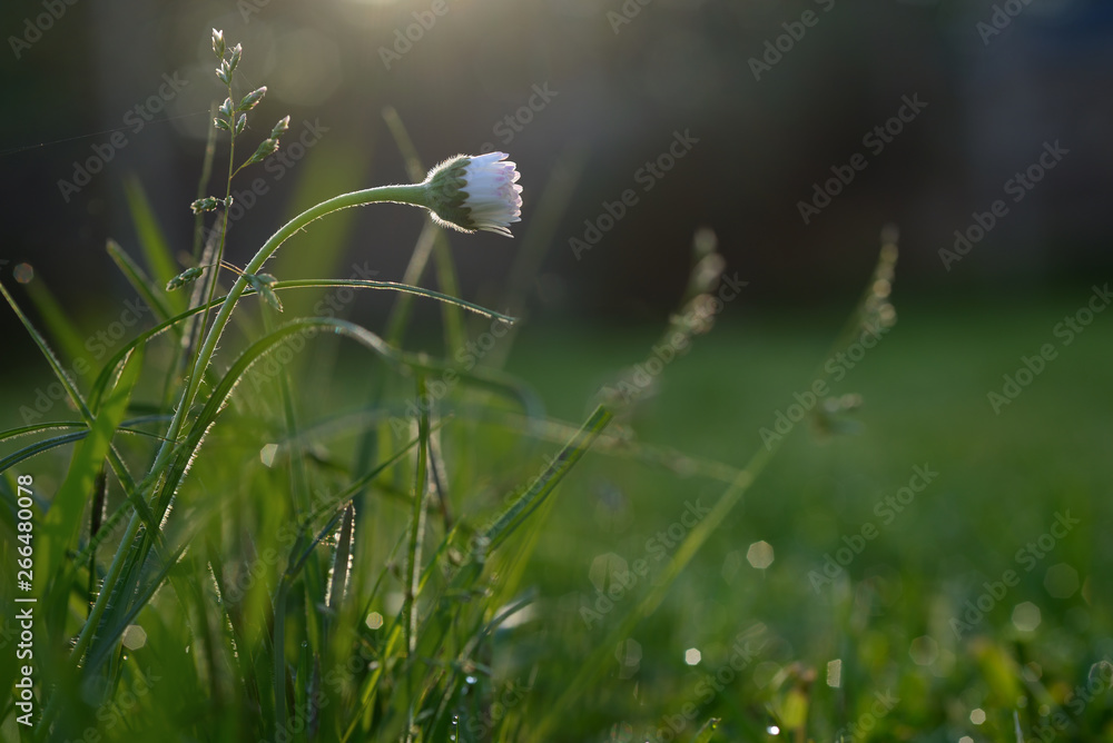 daisy in the garden early in the morning, bnt forward daisy in the garden early in the morning, bnt forward