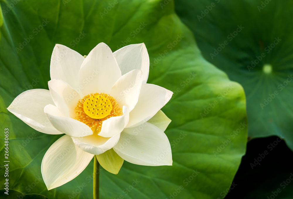White lotus flower in pond, Lumphun province Thailand