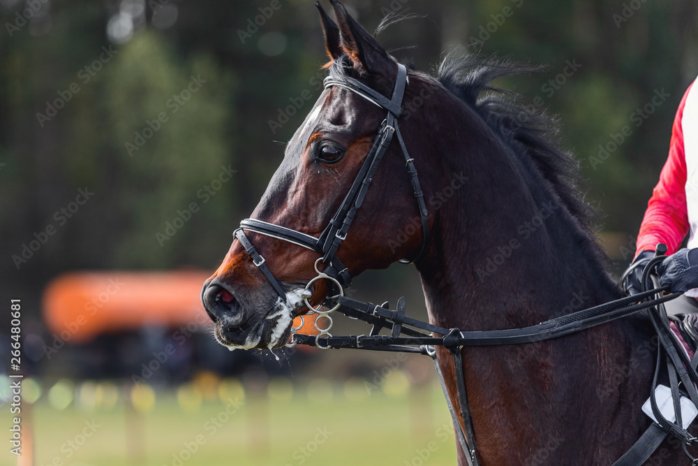 portrait of nervous dark sorrel horse waiting start of eventing competition portrait of nervous dark sorrel horse waiting start of eventing competition