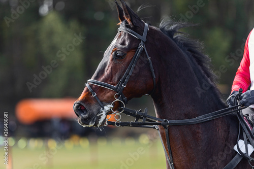 portrait of nervous dark sorrel horse waiting start of eventing competition