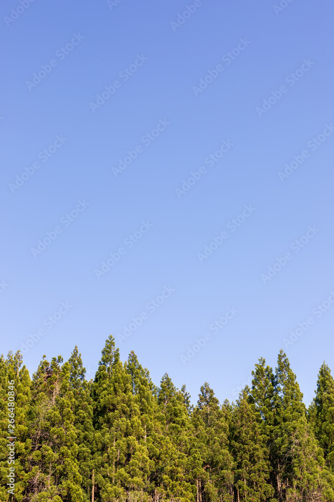 杉 杉