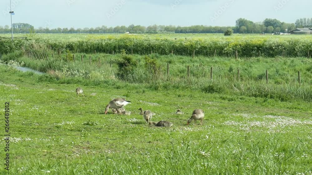 Baby goslings eating in a spring grass field in Holland Baby goslings eating in a spring grass field in Holland