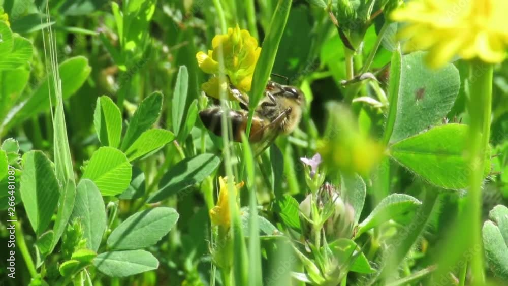 Bees fly between flowers and gather nectar Bees fly between flowers and gather nectar