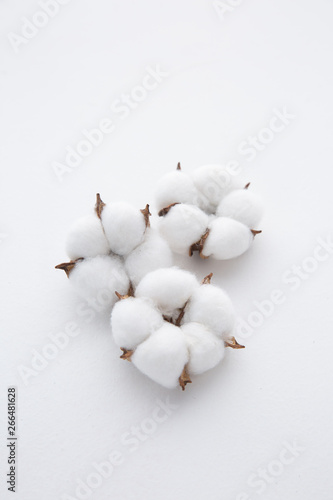 Cotton plant flower branch isolated on white background